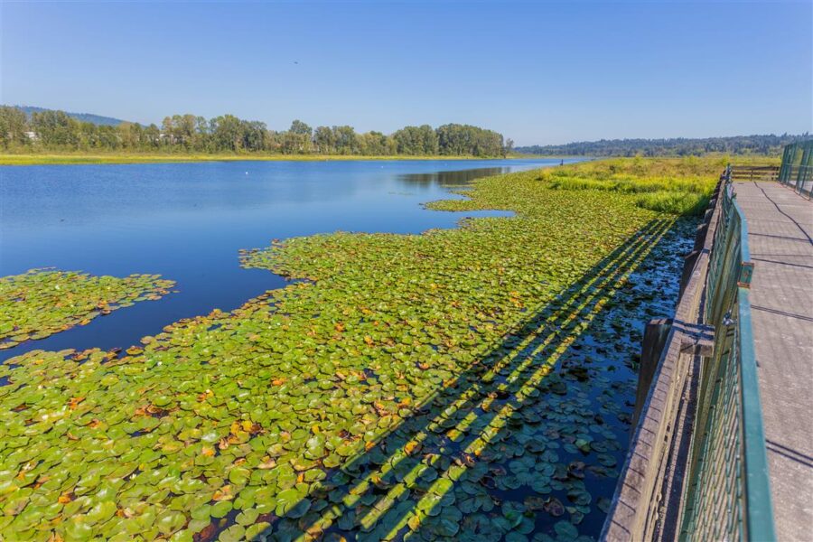 Burnaby Lake, Burnaby bc